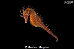 The fire-horse by Gaetano Gargiulo 